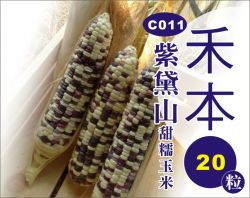 紫黛山甜糯玉米