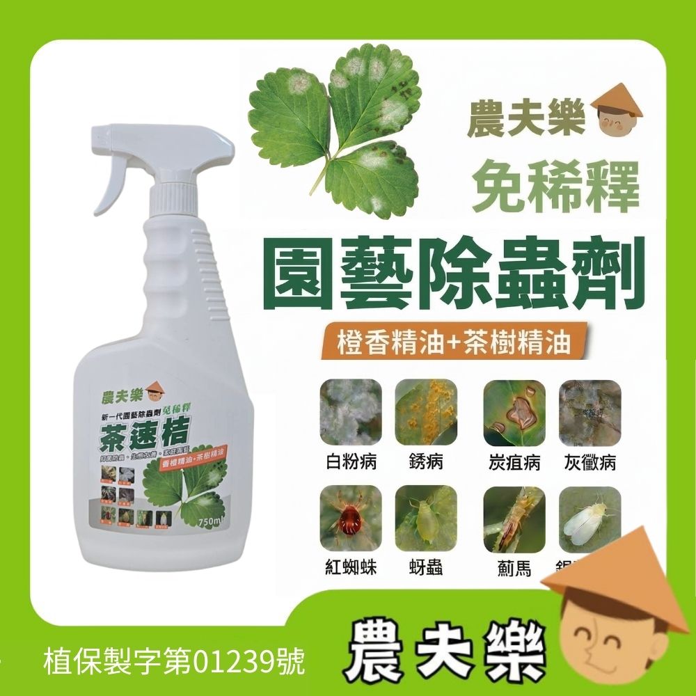 茶速桔圖片