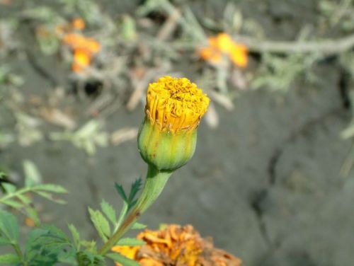 萬壽菊 (混色)