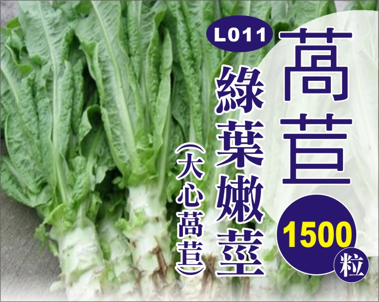 綠葉嫩莖萵苣 綠葉嫩莖萵苣