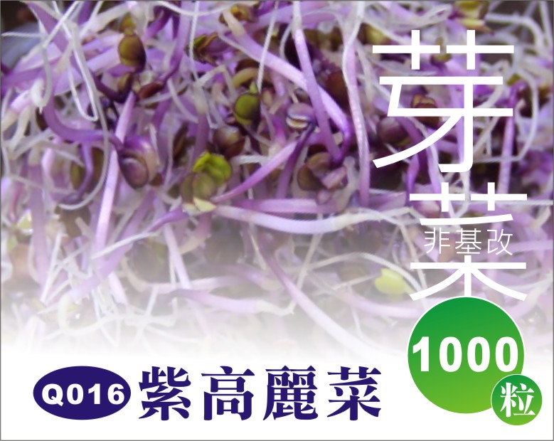紫高麗菜 紫高麗菜
